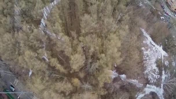 Sentiers couverts de neige en forêt 