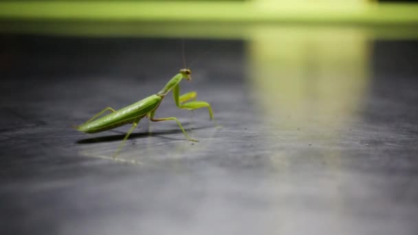 Mantis religiosa verde en movimiento — Vídeo de stock