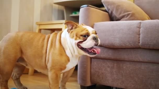 Englische Bulldogge steht neben Sessel — Stockvideo