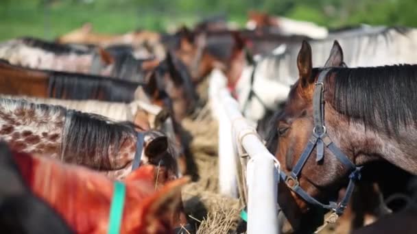 Paarden voeding op groep feeder — Stockvideo