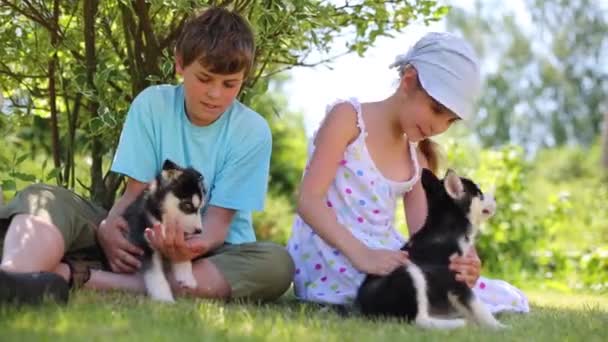 Boy and girl with puppies husky — Stock Video