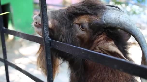 Besökare på zoo Skazka utfodring geten — Stockvideo