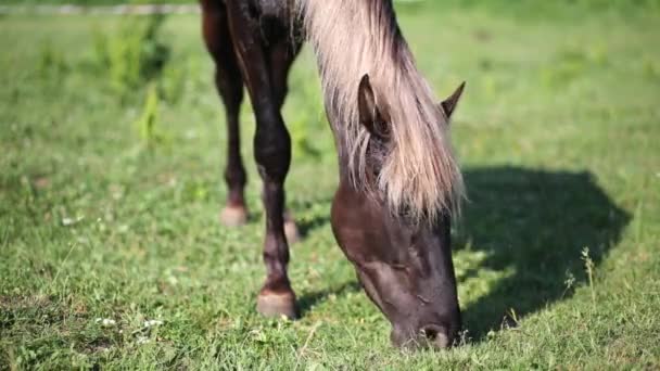 Pferd weidet auf Weide — Stockvideo