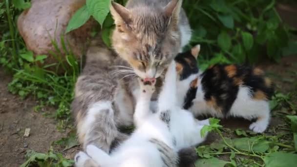 Kat met twee kittens liggen op gras — Stockvideo