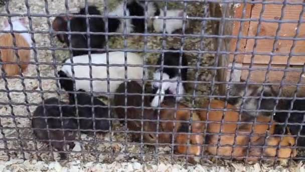 Viele Meerschweinchen im Zoo skazka. — Stockvideo