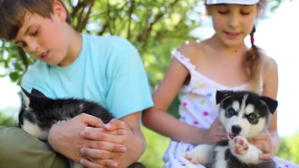 Boy and girl hold puppies husky — Stock Video