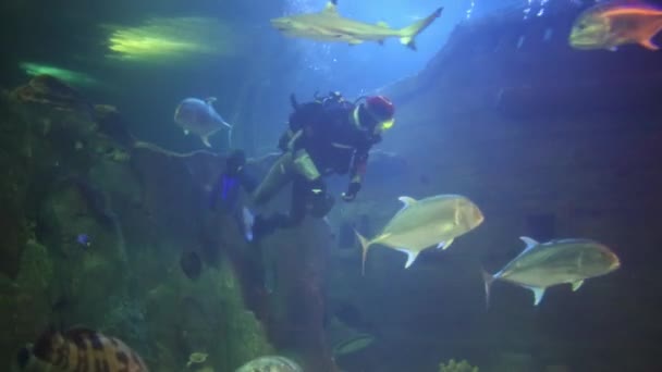 Taucher im Aquarium im Ozeanarium — Stockvideo