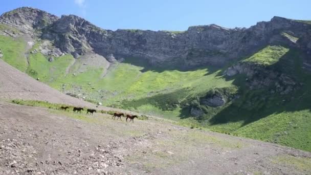 Manada de cavalos caminhando — Vídeo de Stock