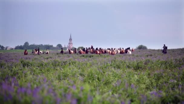 Cowboys dirigem rebanho de cavalos no prado — Vídeo de Stock