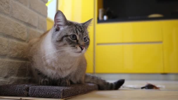 Gato enojado gris acostado en la alfombra — Vídeos de Stock