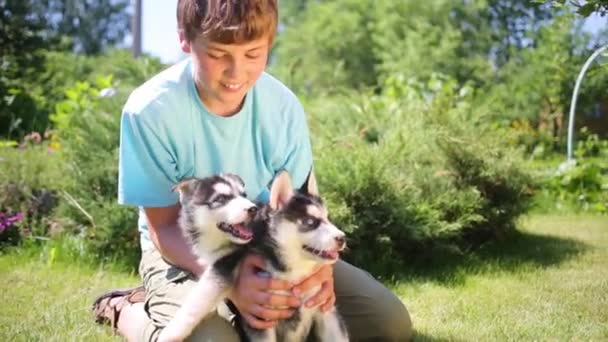 Boy with two puppies husky — Stock Video