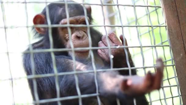 Monkey ber om måltid i zoo Skazka. — Stockvideo