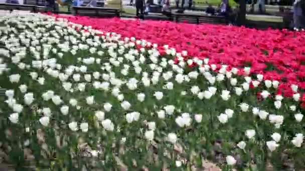 Cama de flores com tulipas rosa e branca — Vídeo de Stock