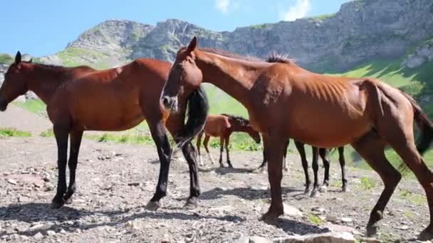Besättningen av hästar står — Stockvideo