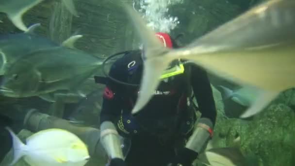 Taucher füttert Fische im Ozeanarium — Stockvideo