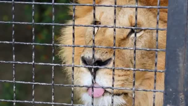 Lion avkopplande i bur i zoo Skazka — Stockvideo