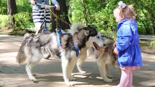 Little girl plays with sled dogs — Stock Video