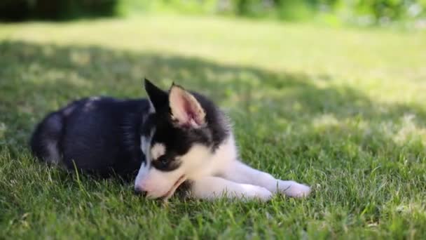 Lilla valp Husky liggande — Stockvideo