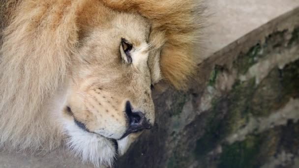 Odpočívající Lev v zoo Skazka. — Stock video