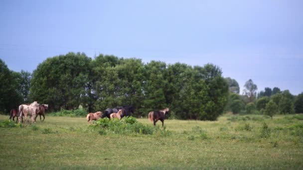 Grupo de caballos cruzan pradera — Vídeos de Stock
