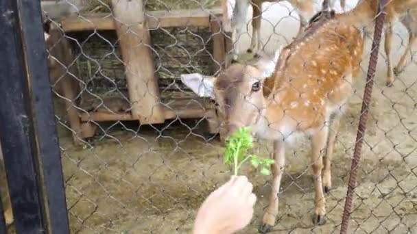 Visitante alimentando corça de veado — Vídeo de Stock