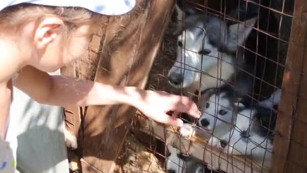 Chica mira a los cachorros y madre perro — Vídeo de stock