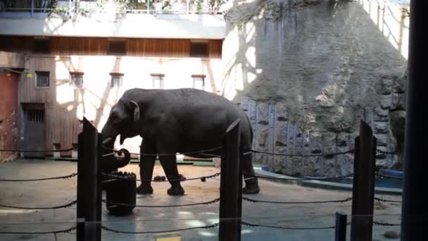 Elephant behind fence in Moscow Zoo — Stock Video