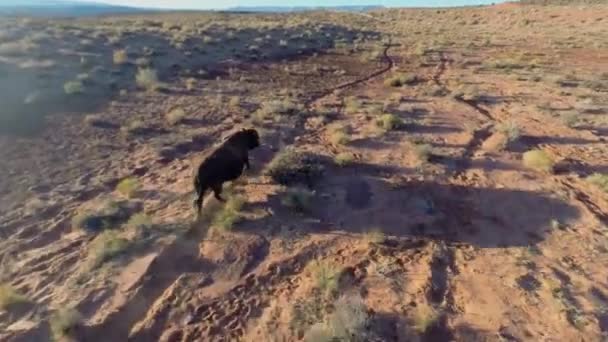 Bison corre por la pradera en el día de otoño — Vídeos de Stock