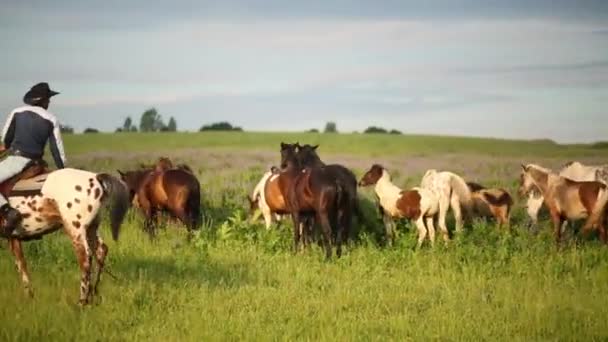 Cowboy op paard controle kudde — Stockvideo