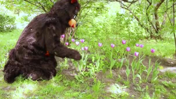 Actor dressed as bear sniffs flowers — Stock Video