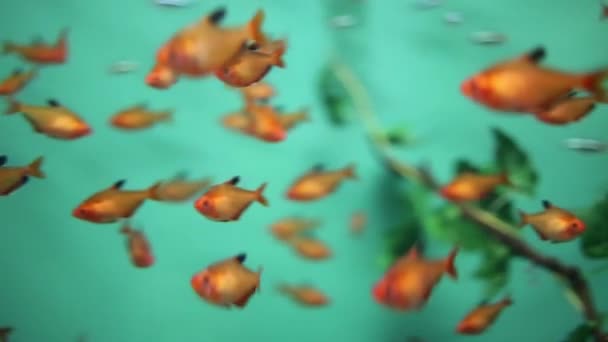 Los peces pequeños nadan en el agua — Vídeo de stock