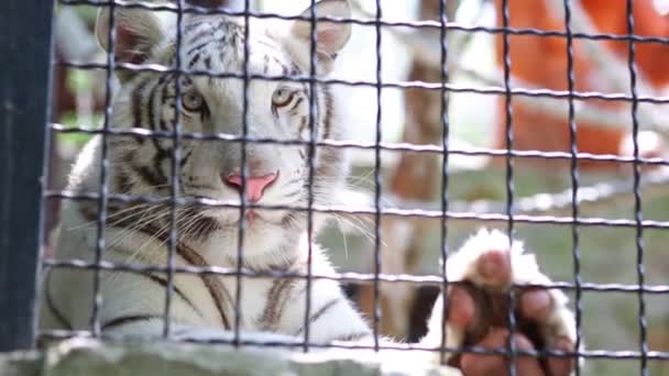Tigre blanco tendido en jaula — Vídeo de stock