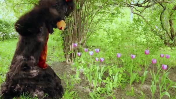 Actor dressed as bear sniffs flowers — Stock Video