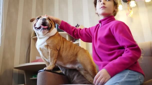 Pretty girl strokes English bulldog — Stock Video