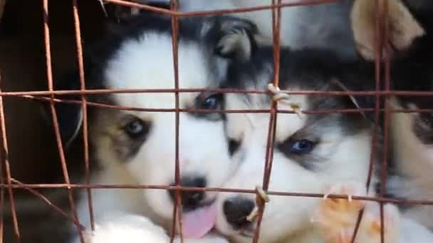 Muitos cachorros engraçados husky — Vídeo de Stock