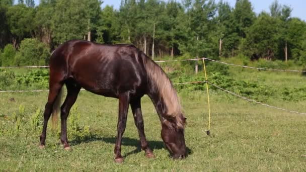 Pastoreio de cavalo em pasto — Vídeo de Stock