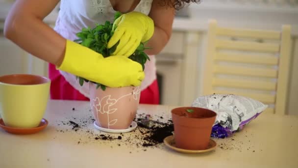 Mujer trasplantes flores en macetas — Vídeos de Stock