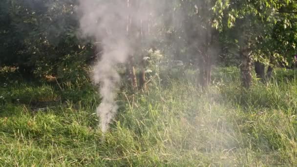 Alza il fumo tra alberi e cespugli — Video Stock