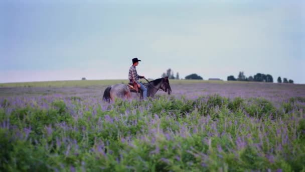 Cowboy op paard rijdt langzaam — Stockvideo