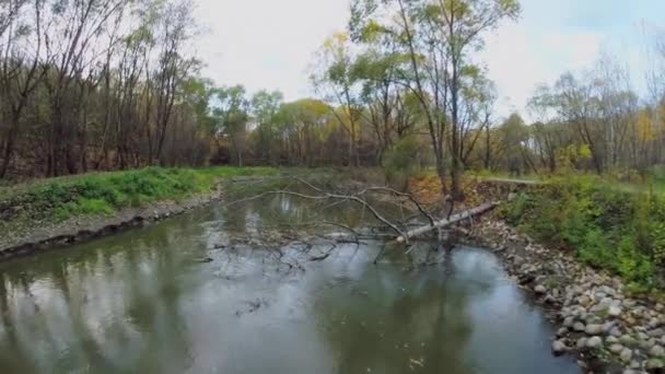 Arbre tombé dans l'eau de la rivière Jauza 