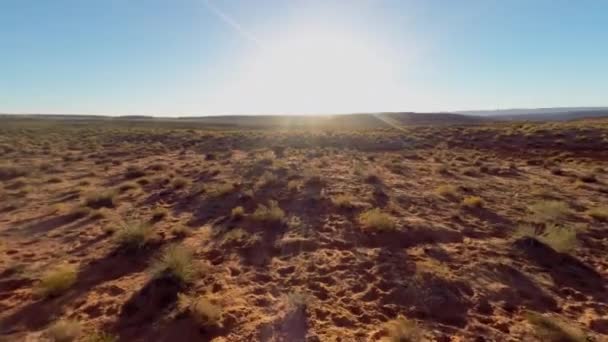 Buffalo se encuentra en la pradera — Vídeo de stock