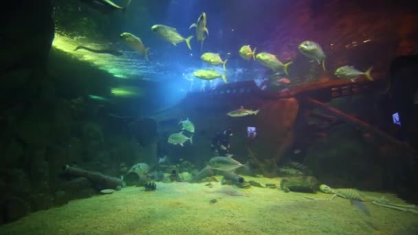 Дайвер в аквариуме с рыбой — стоковое видео