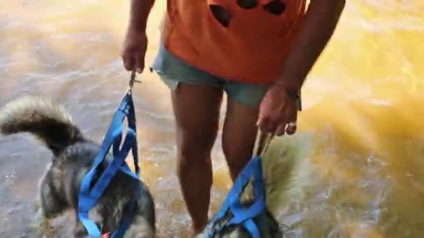 Hombre caminando en el agua con dos perros — Vídeos de Stock