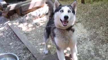 köpek Husky zinciri üzerinde açık kabuk
