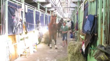 Sessizligin ortasında at ahır temiz