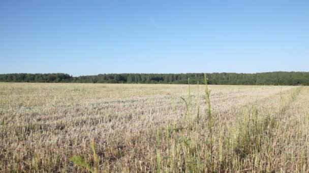 Feld aus grauem, trockenem Gras — Stockvideo