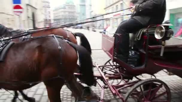 Vehicle harnessed in couple of horses — Stock Video