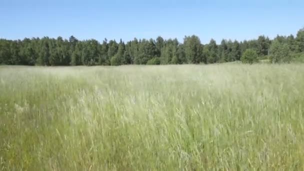 Landschap met hoog gras — Stockvideo