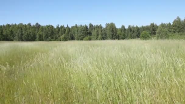 Landscape with high grass — Stock Video