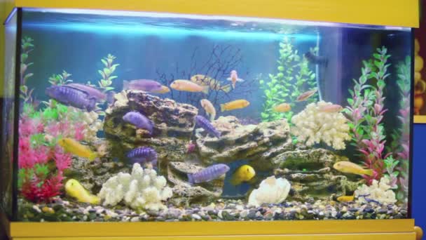 Различные рыбы плавают в аквариуме — стоковое видео